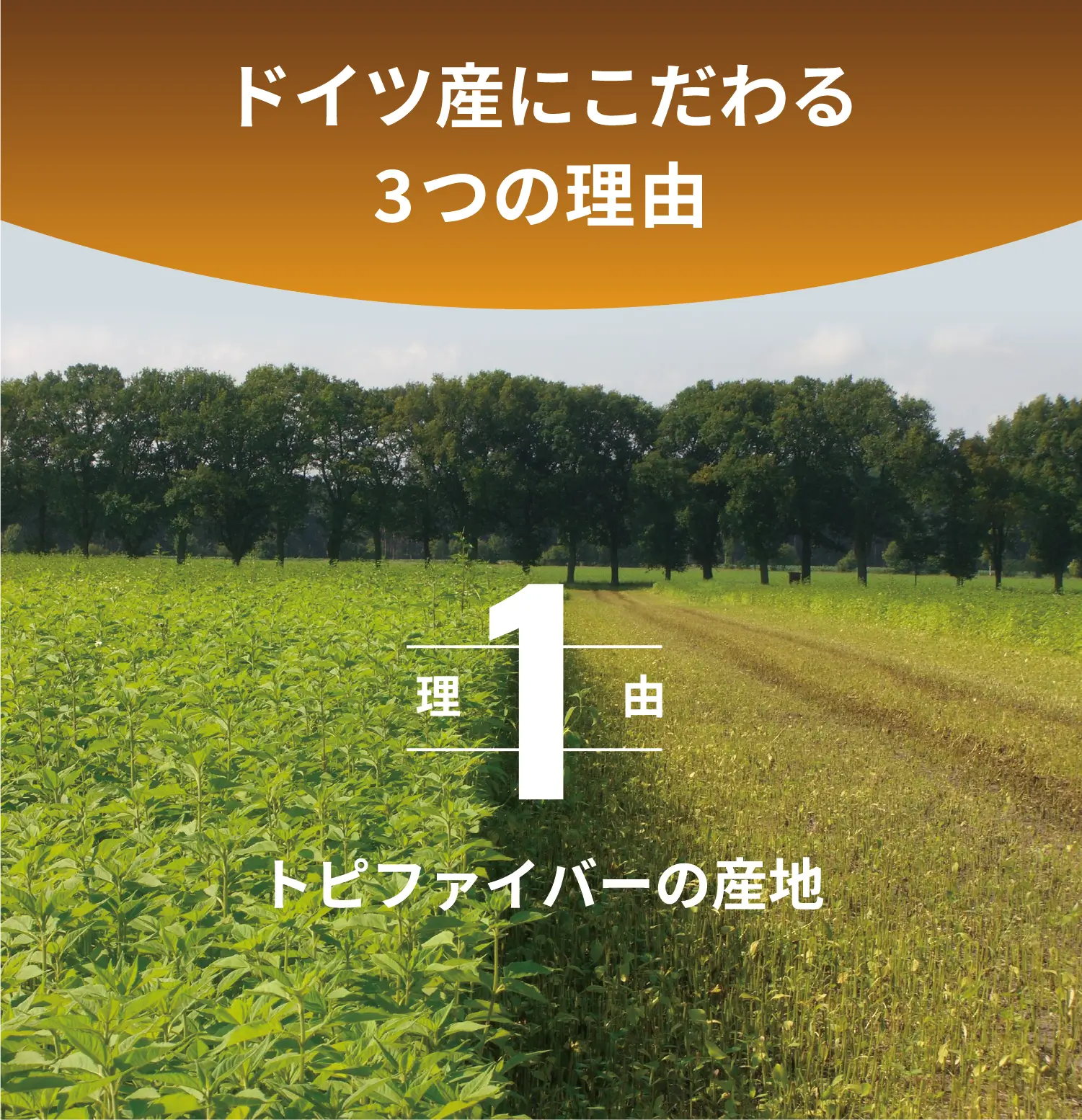 トピのチカラがドイツ産にこだわる３つの理由