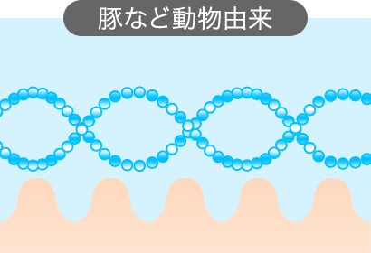 豚など動物由来